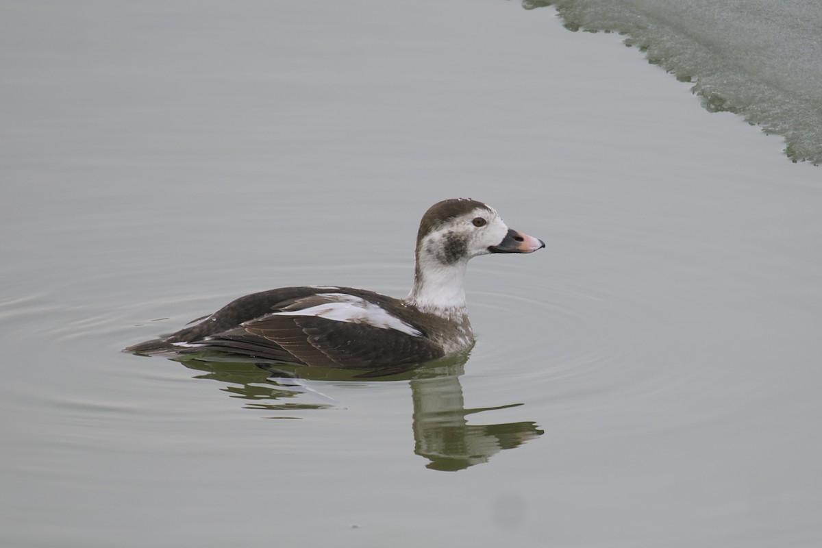 Long-tailed Duck - ML615433854