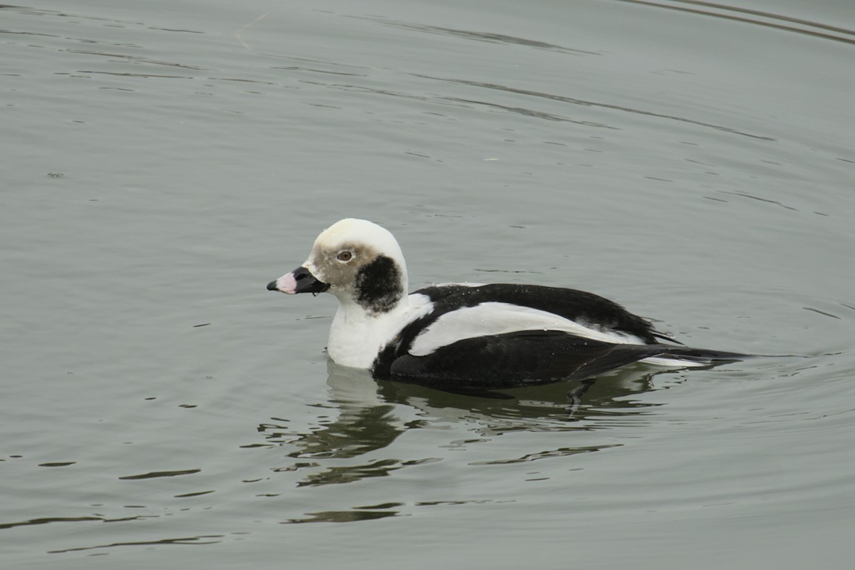 Long-tailed Duck - ML615433855