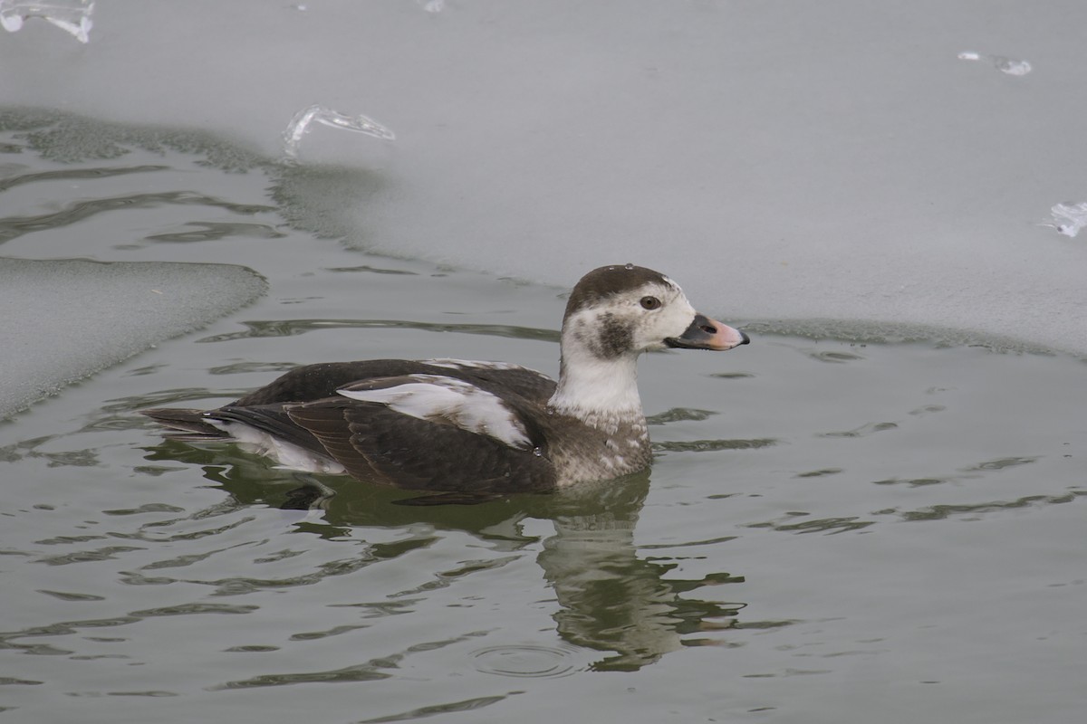 Long-tailed Duck - ML615433856