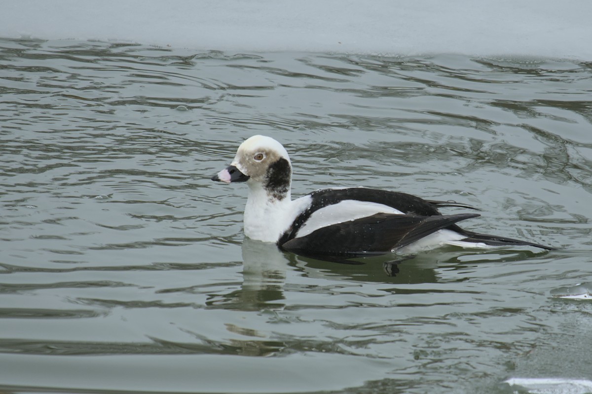 Long-tailed Duck - ML615433857