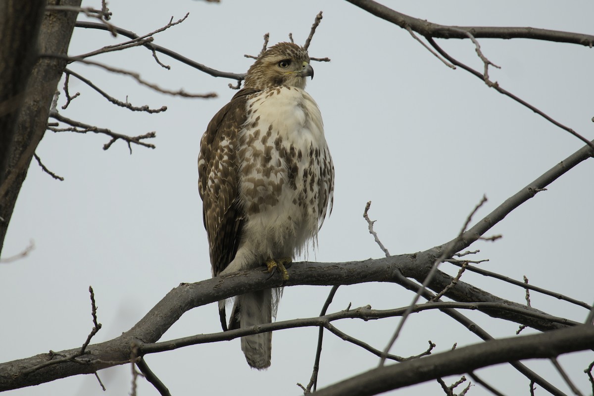Red-tailed Hawk - ML615433885