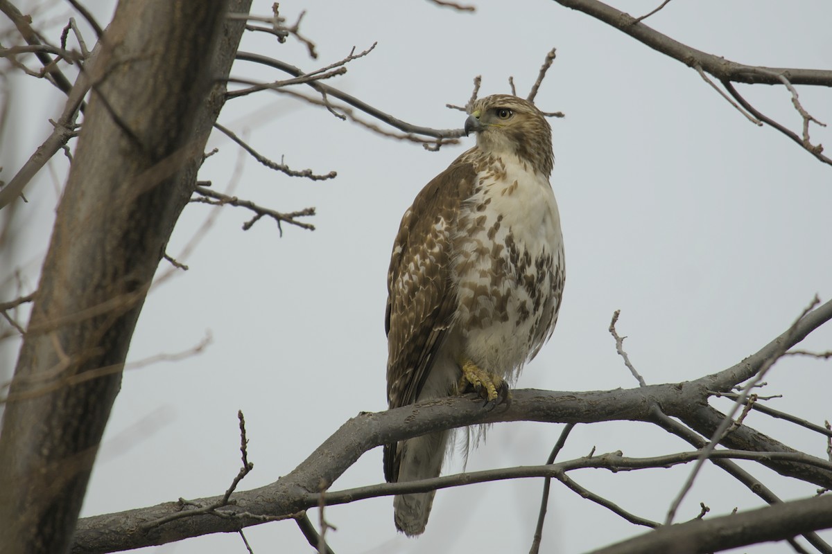 Red-tailed Hawk - ML615433886