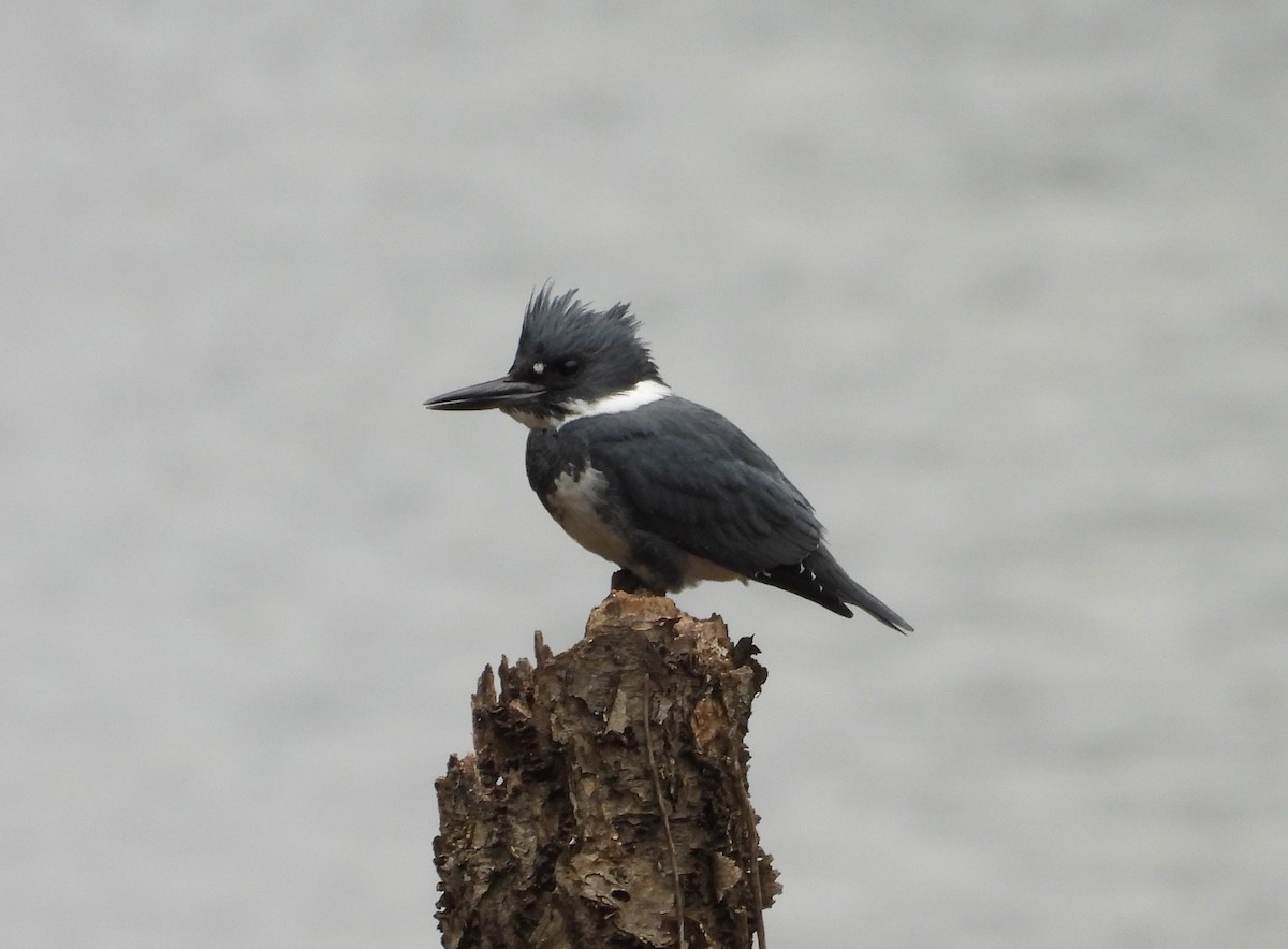Belted Kingfisher - ML615433911