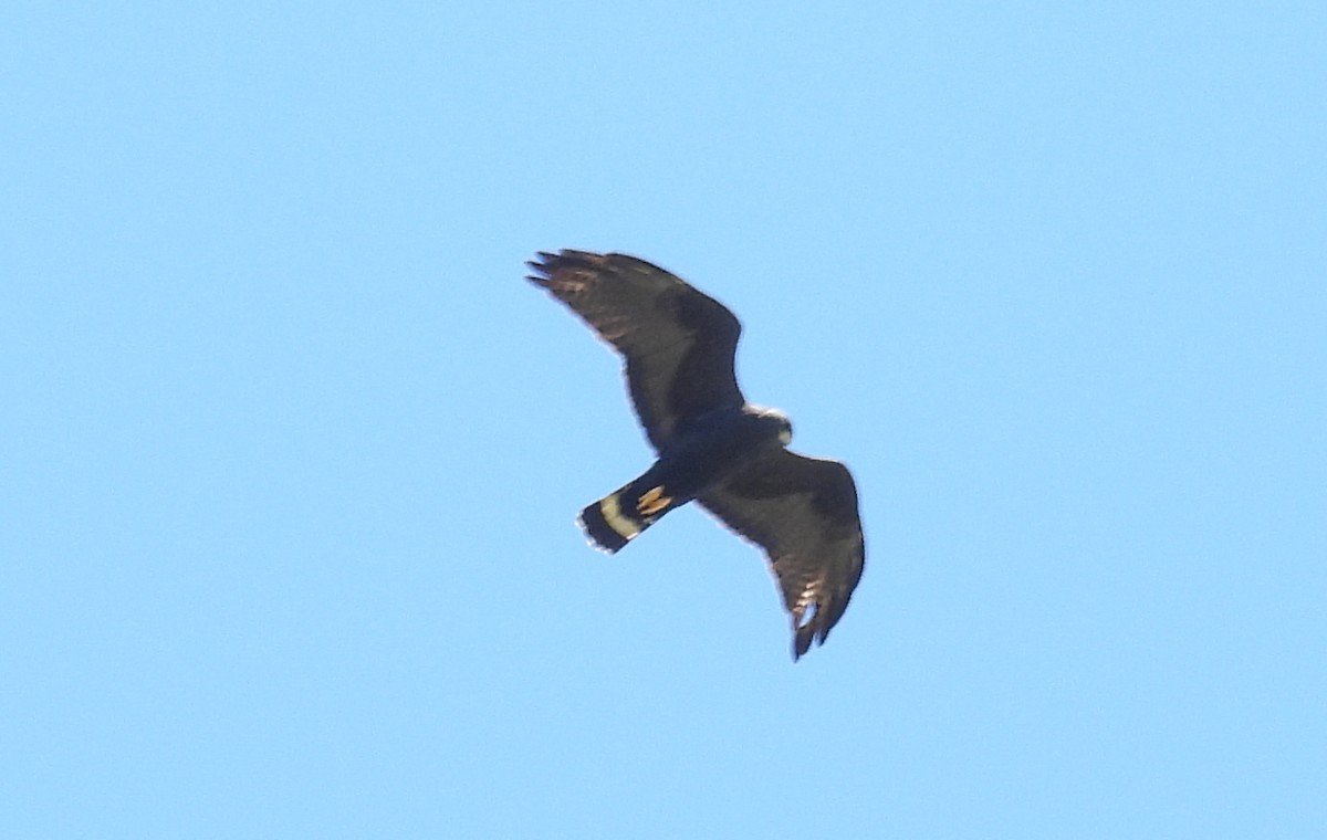 Zone-tailed Hawk - ML615433913
