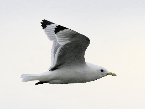 Mouette tridactyle (tridactyla) - ML615433937