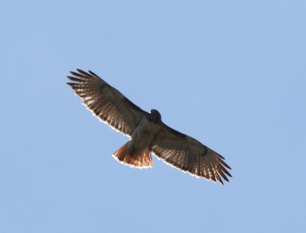 Red-tailed Hawk - ML615434252