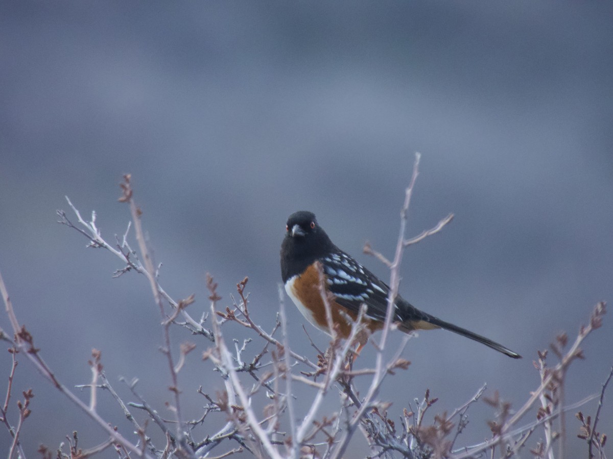 Spotted Towhee - ML615434258