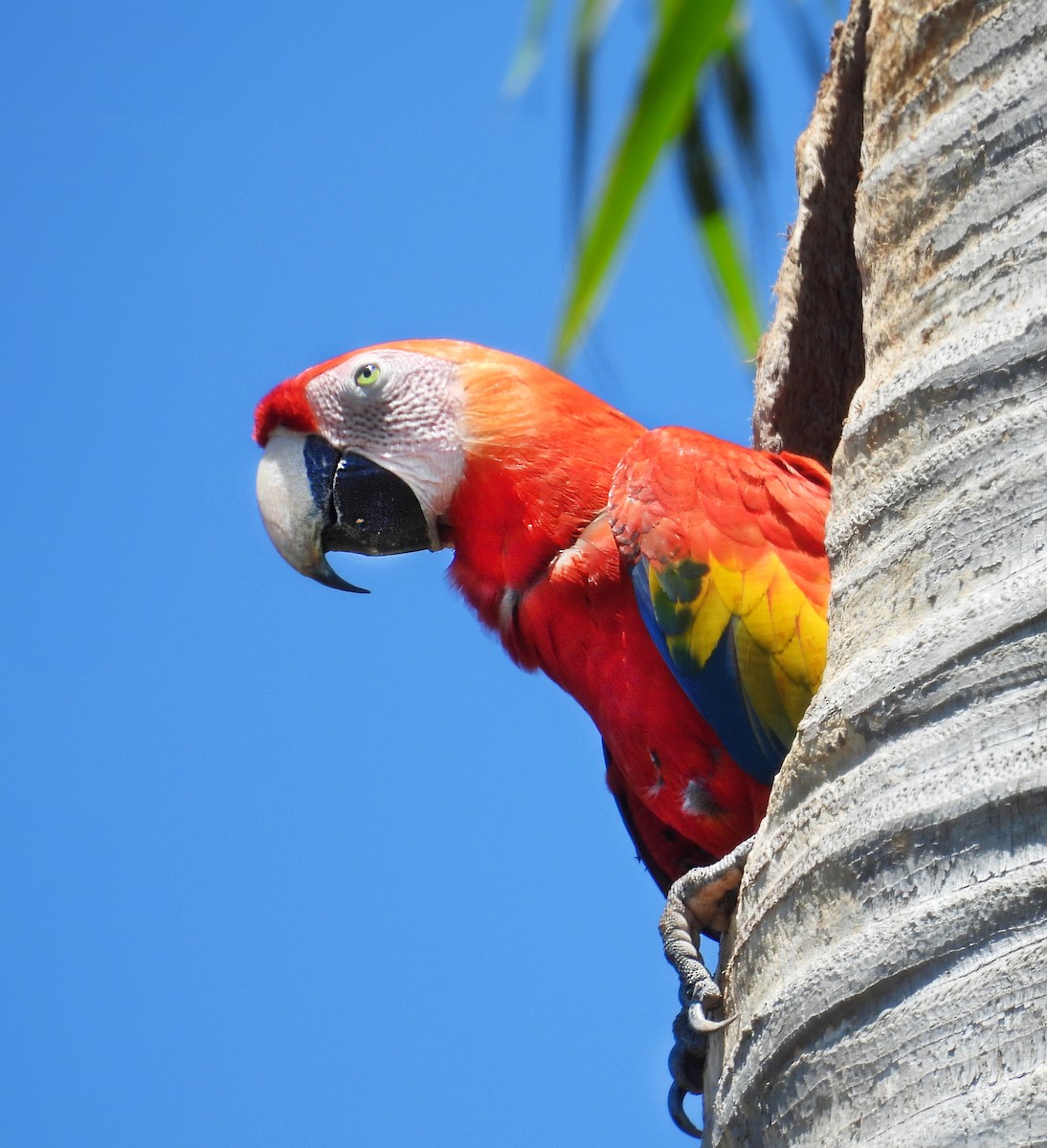 Scarlet Macaw - ML615434509