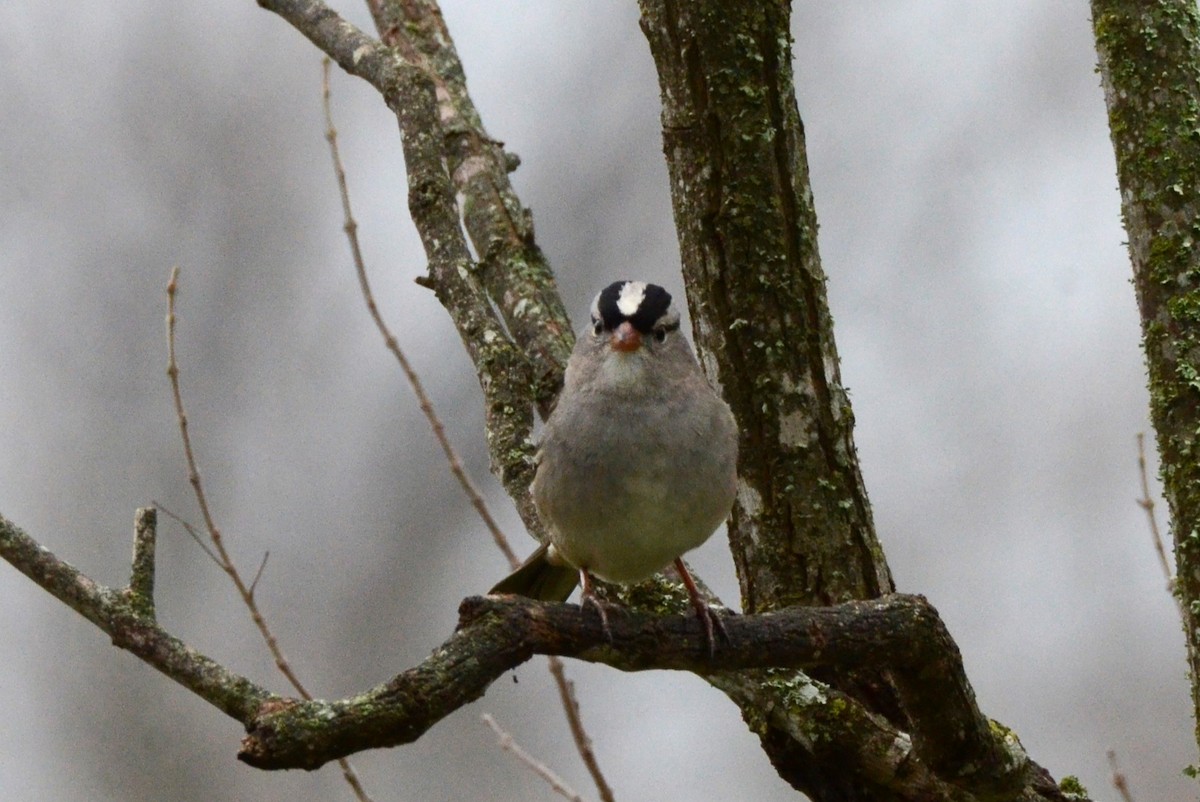 White-crowned Sparrow - ML615434549
