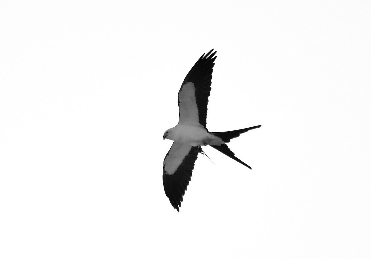 Swallow-tailed Kite - ML615434630