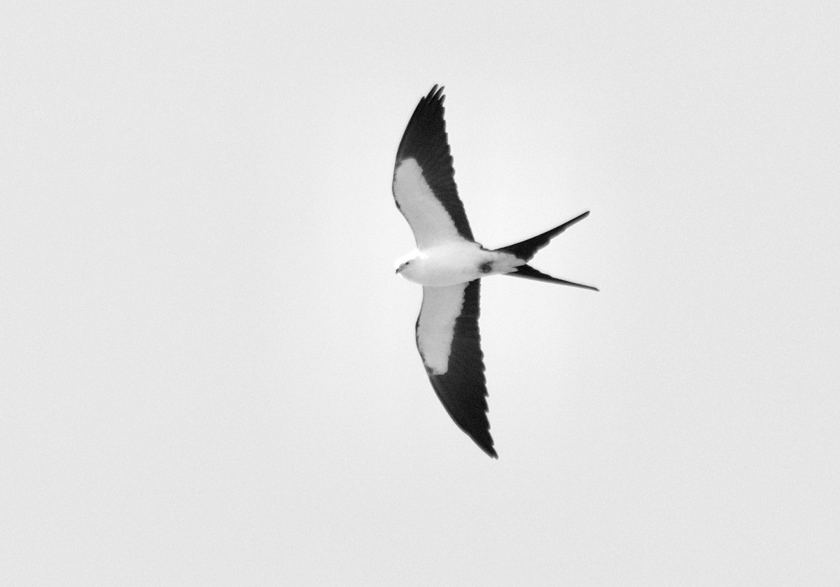 Swallow-tailed Kite - ML615434631