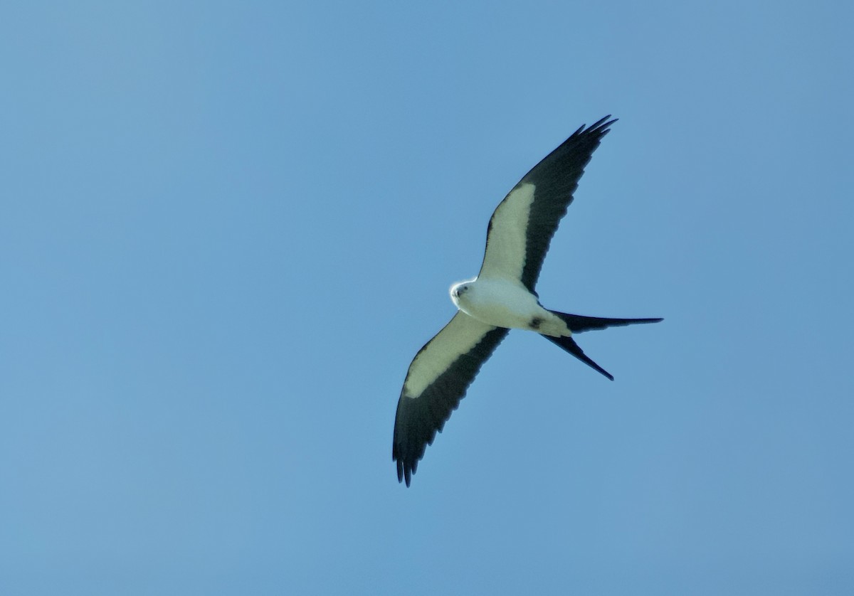 Swallow-tailed Kite - ML615434632