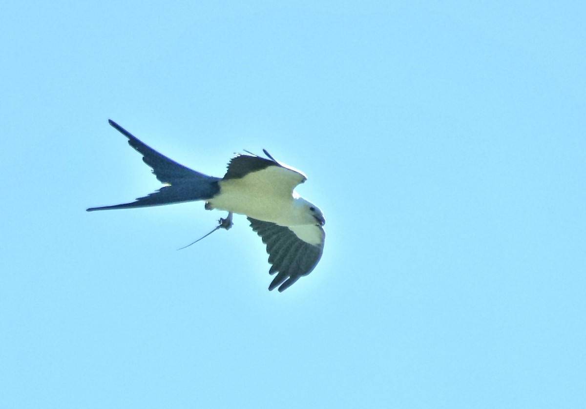 Swallow-tailed Kite - ML615434633