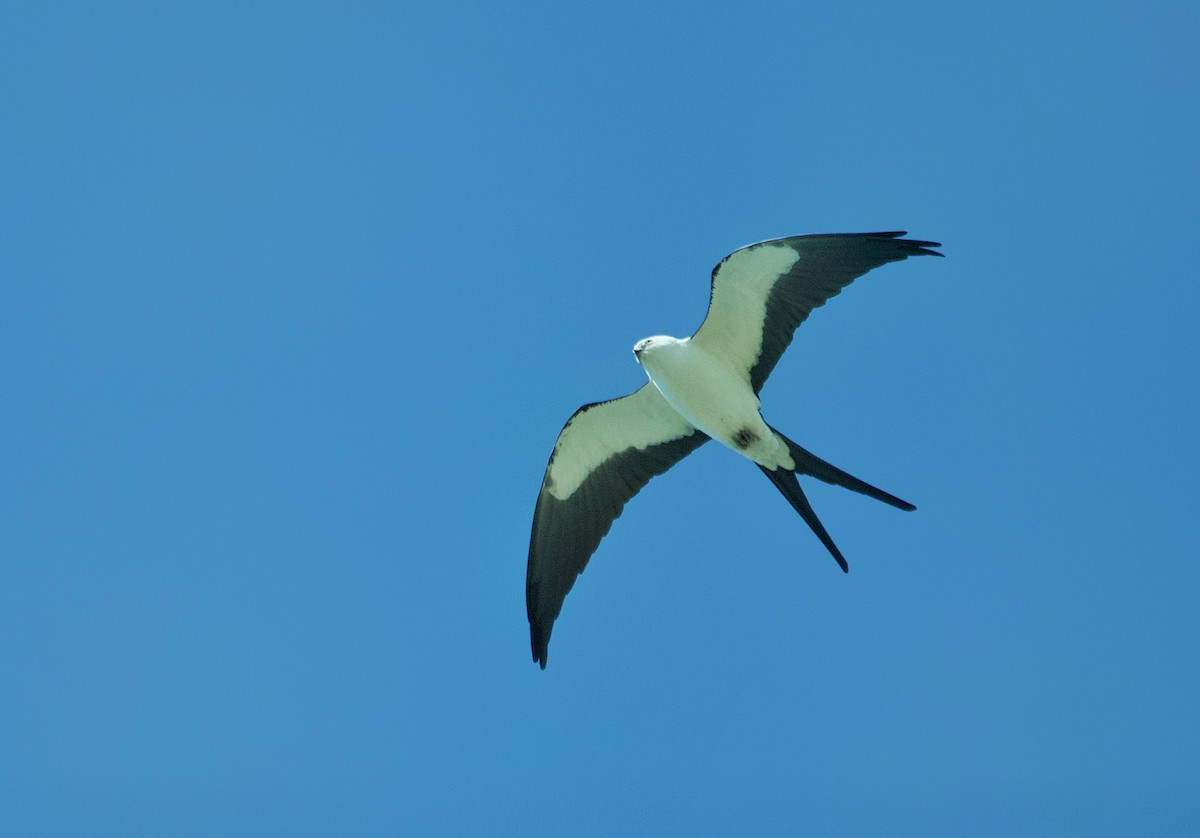 Swallow-tailed Kite - ML615434634