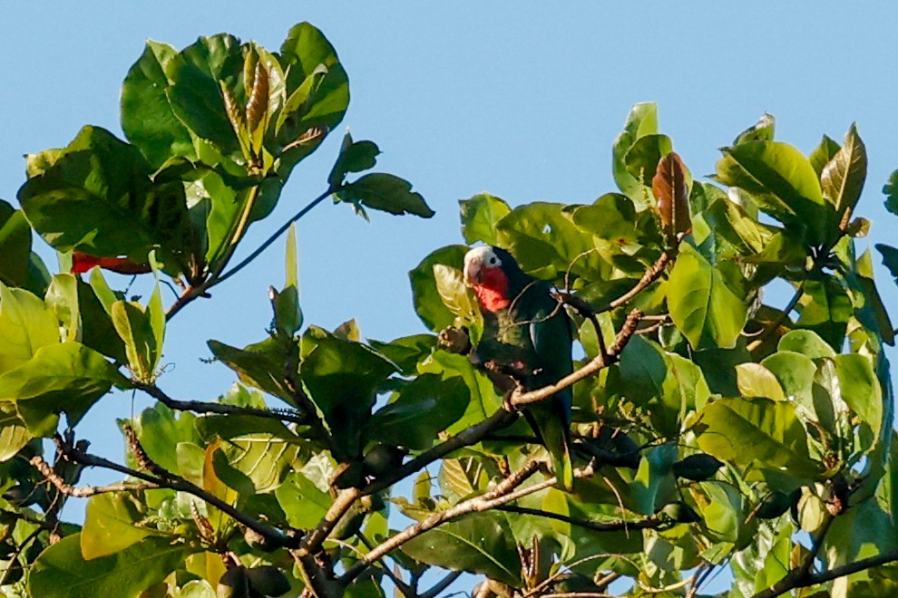 Cuban Parrot (Cuban) - ML615434746
