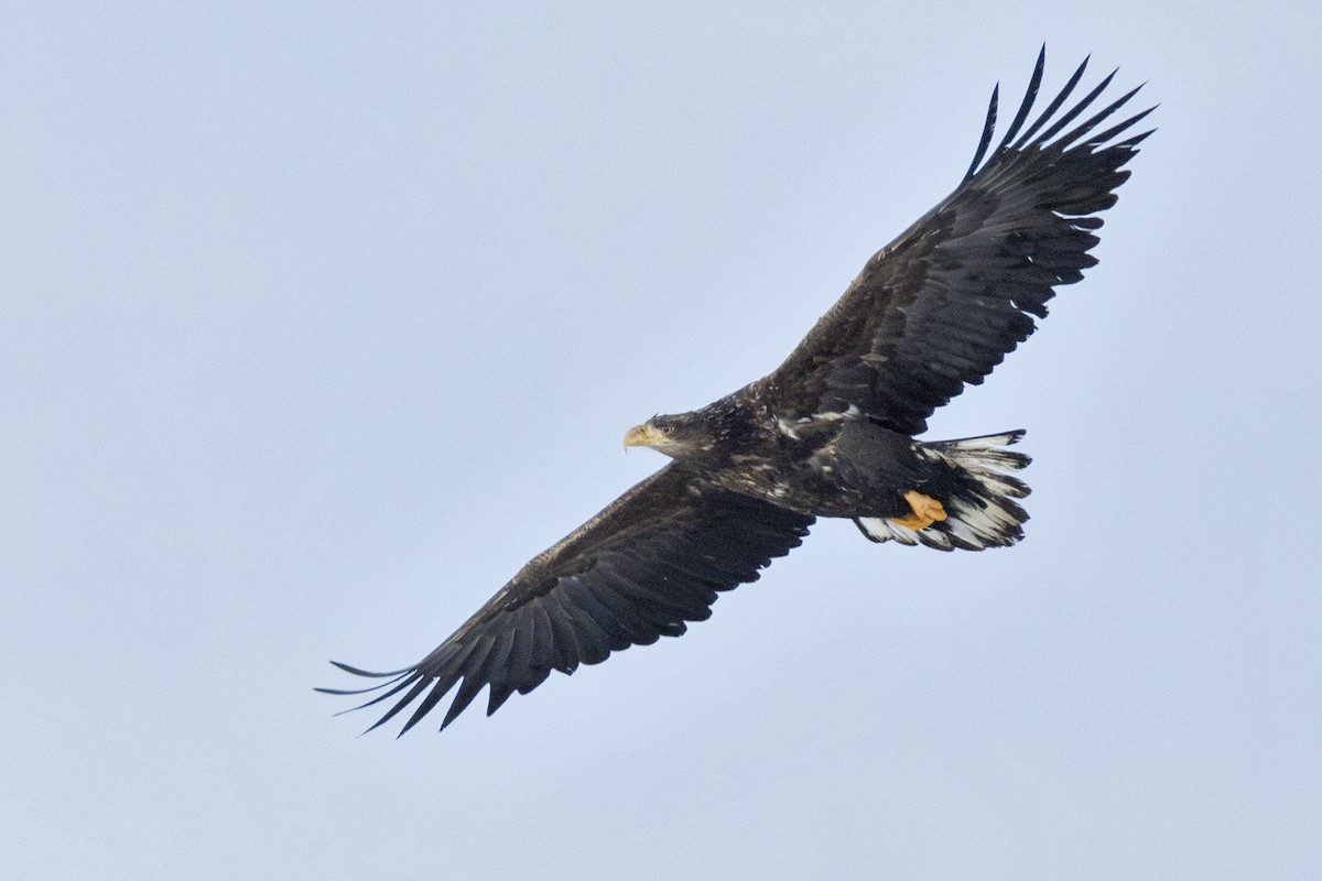 White-tailed Eagle - ML615434754