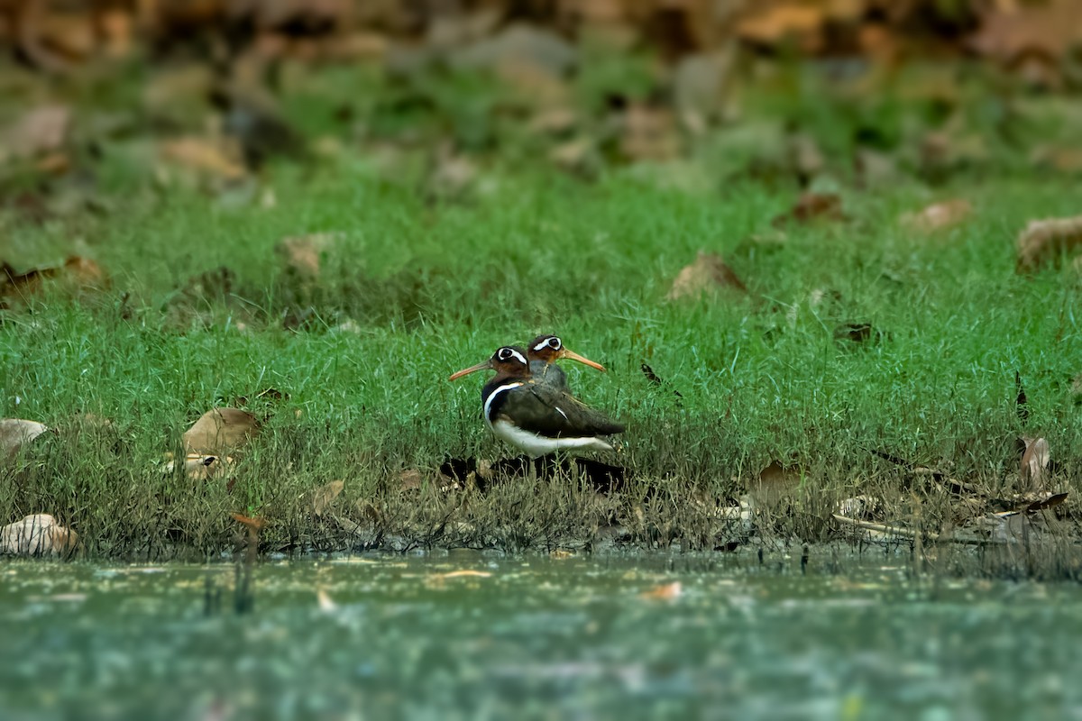 Greater Painted-Snipe - ML615434924
