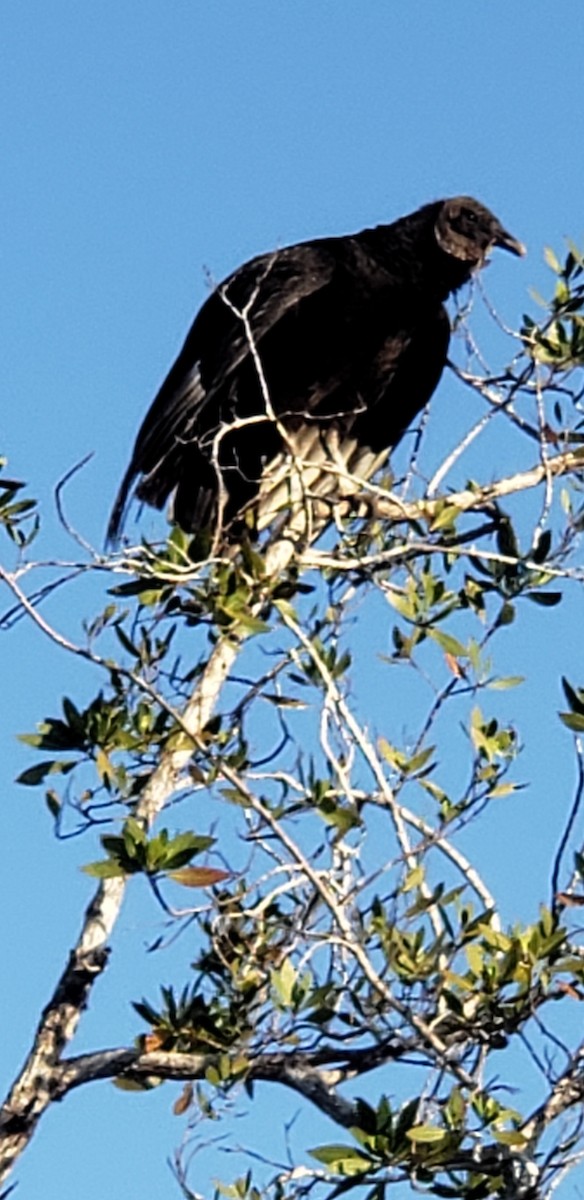 Black Vulture - ML615434933