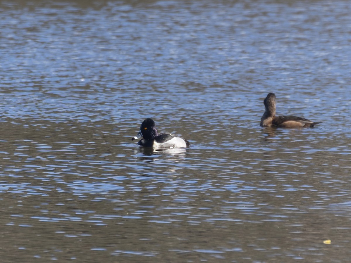 Ring-necked Duck - Bruce Aird