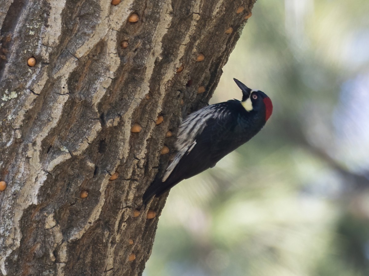 Acorn Woodpecker - Bruce Aird
