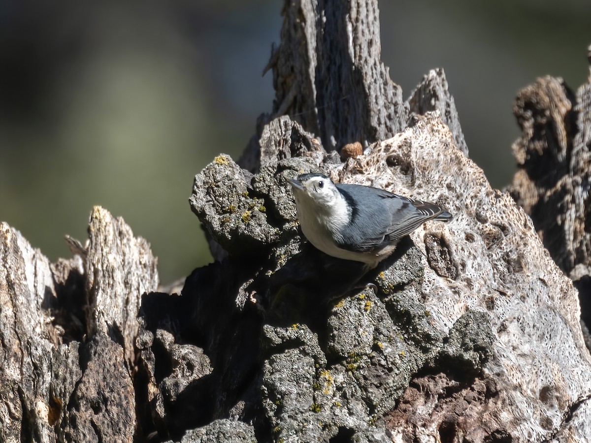 White-breasted Nuthatch - ML615435501