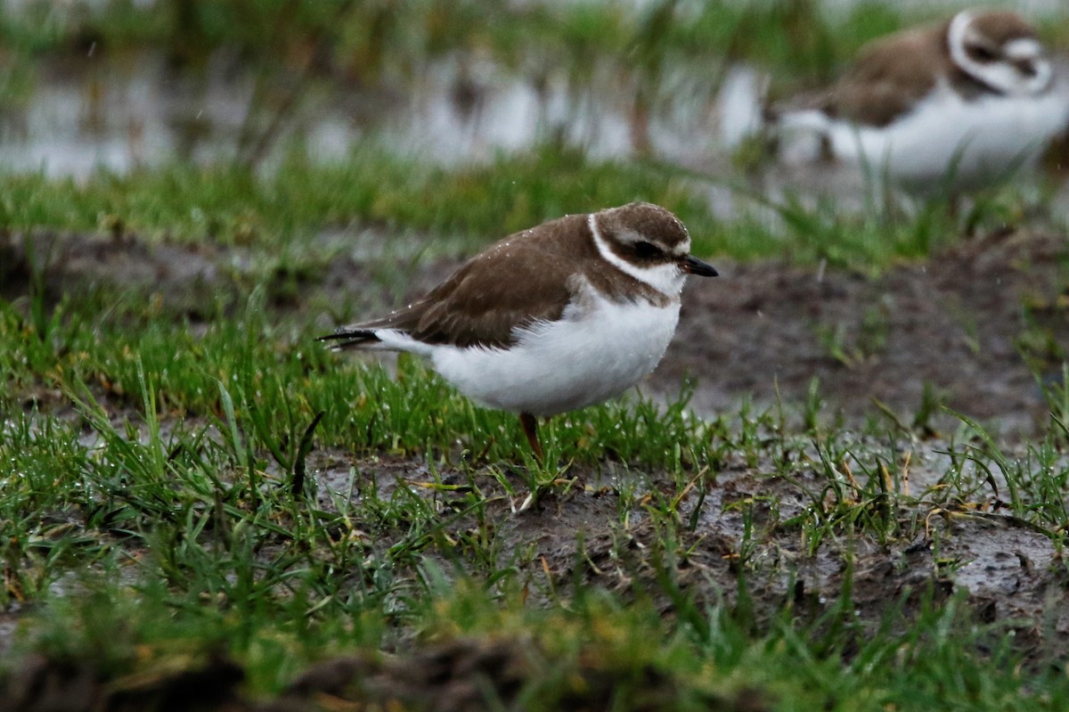 Semipalmated Plover - ML615435581