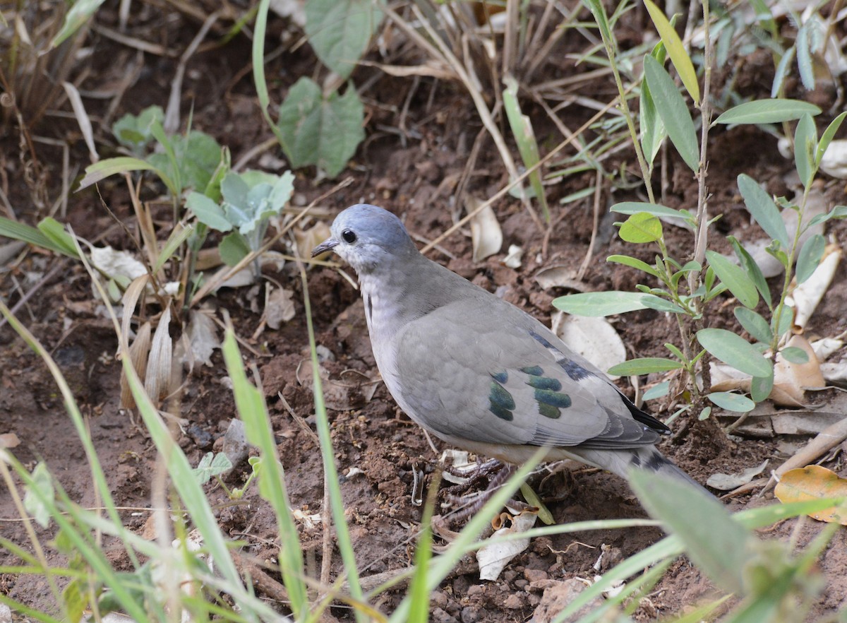 Emerald-spotted Wood-Dove - ML615435598