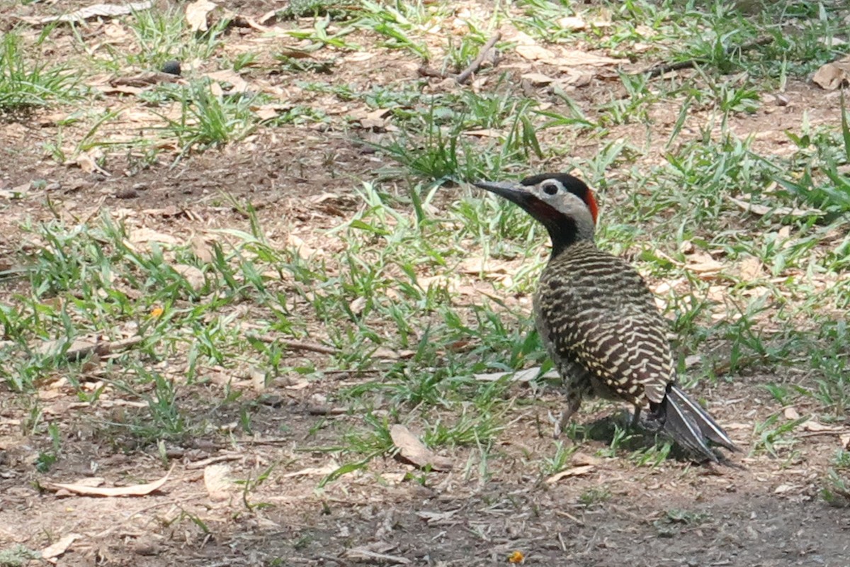 Green-barred Woodpecker - ML615435976