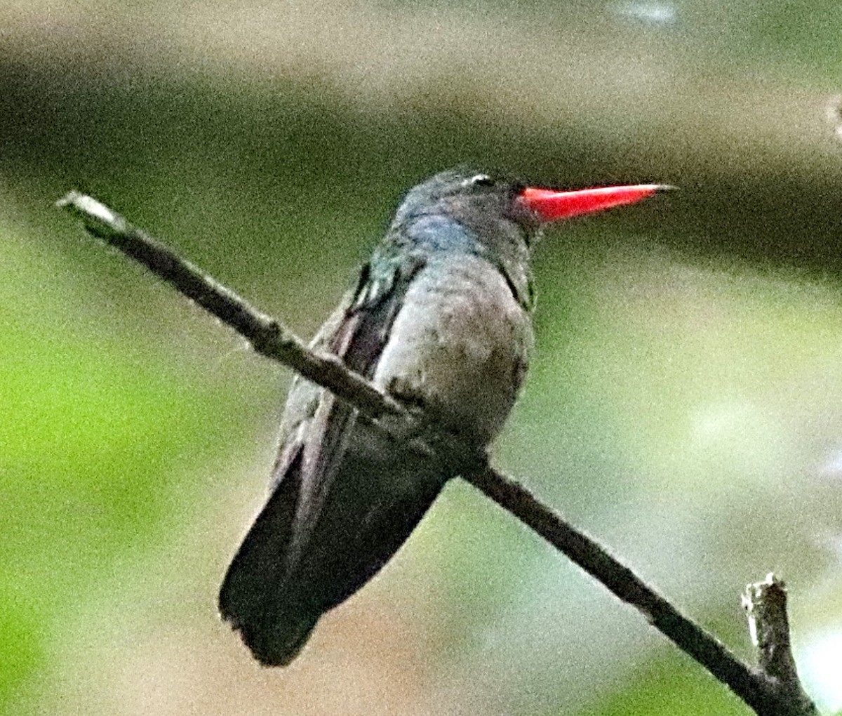 Blue-throated Goldentail - ML615436354