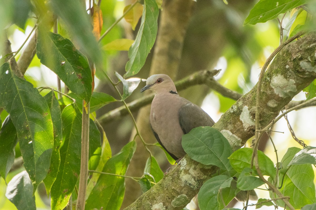 Red-eyed Dove - ML615436595