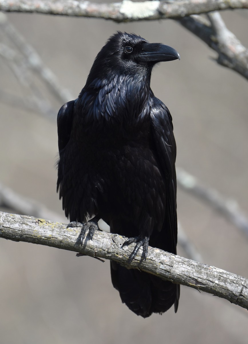 Common Raven - ML615436659