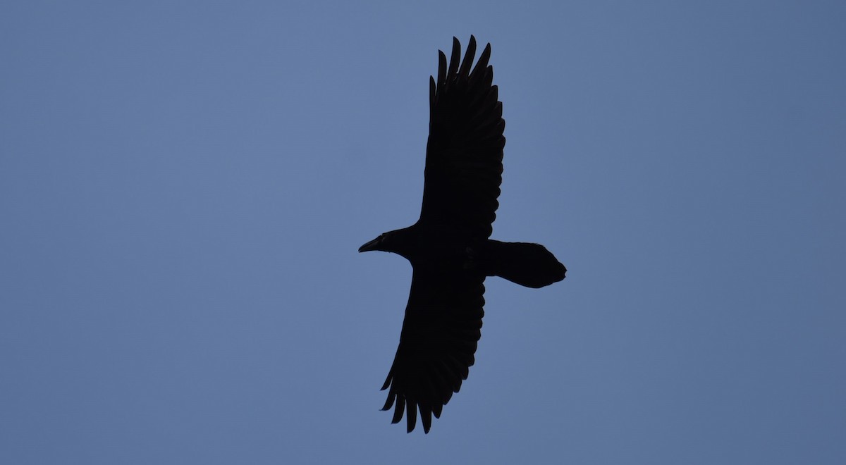 Common Raven - ML615436663