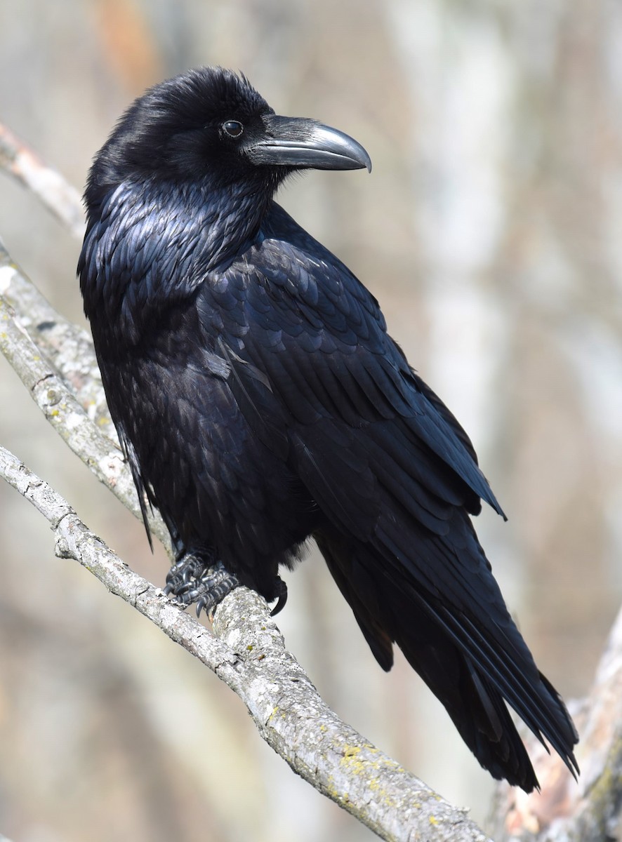 Common Raven - ML615436666
