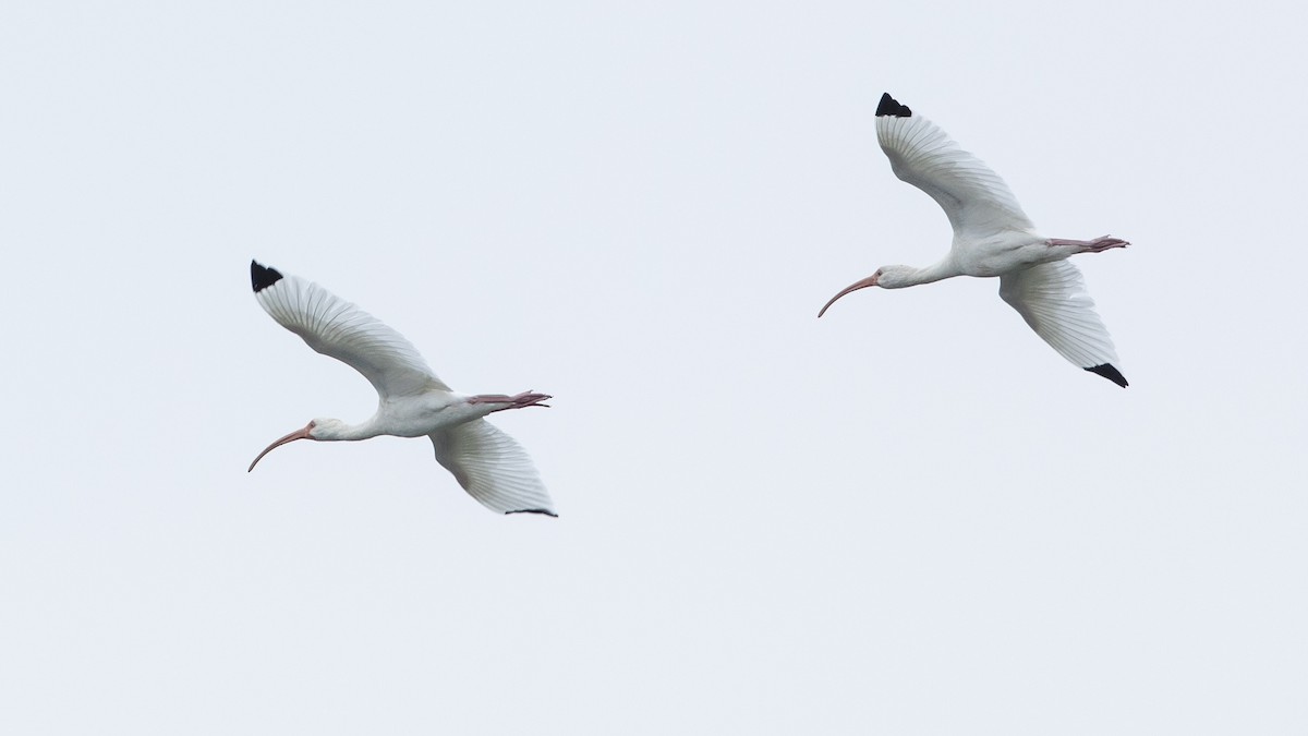 ibis bílý - ML615436698