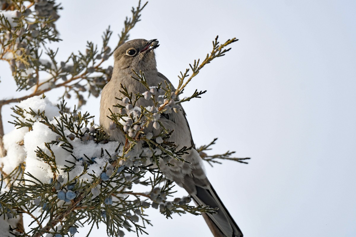 Townsend's Solitaire - ML615436885