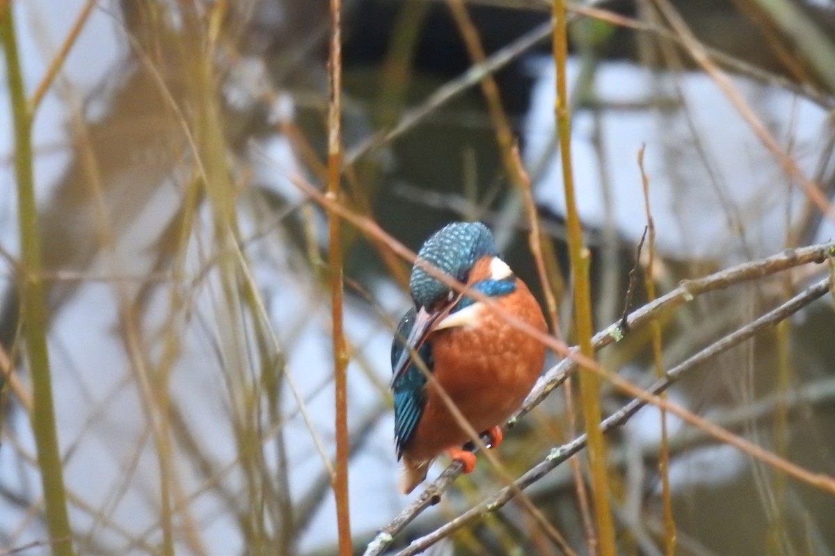Common Kingfisher - Peter Hines