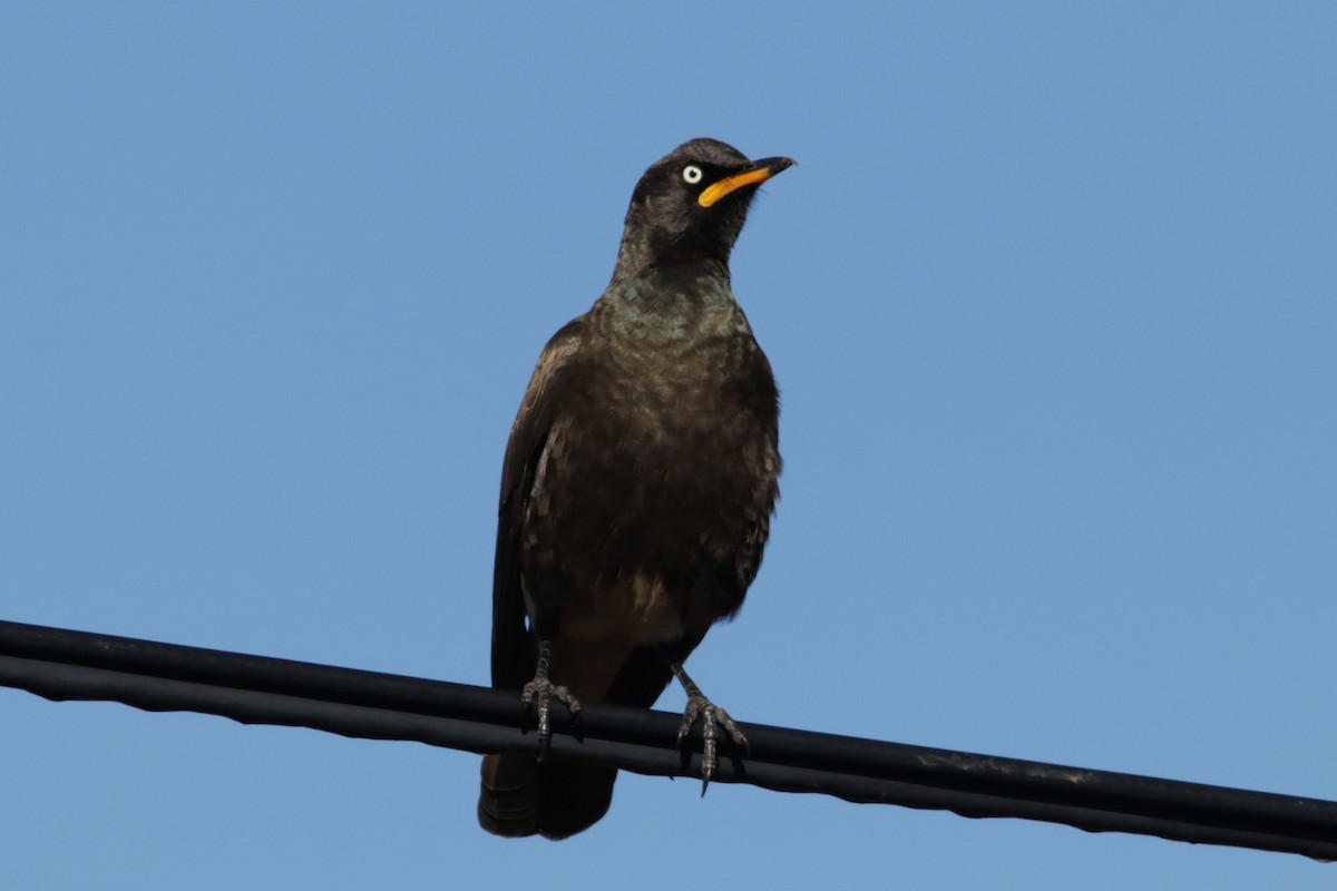 African Pied Starling - ML615437108