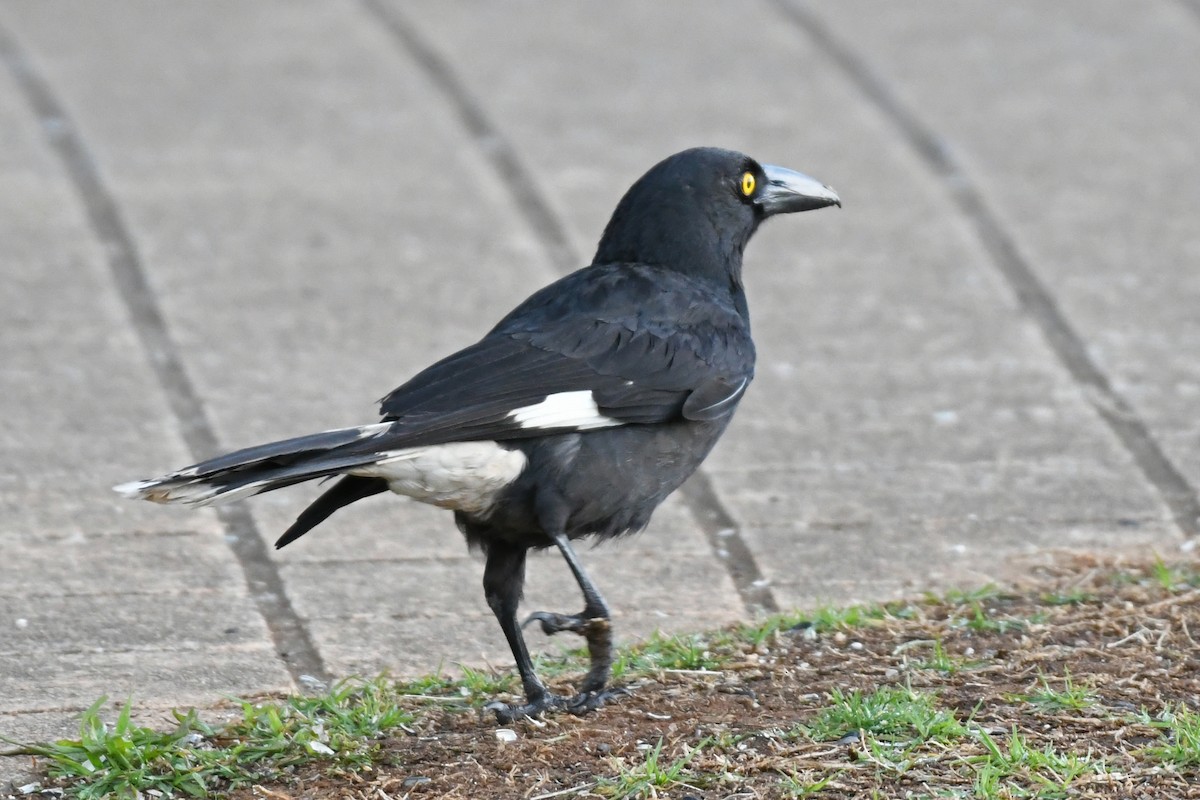 Pied Currawong - ML615437220
