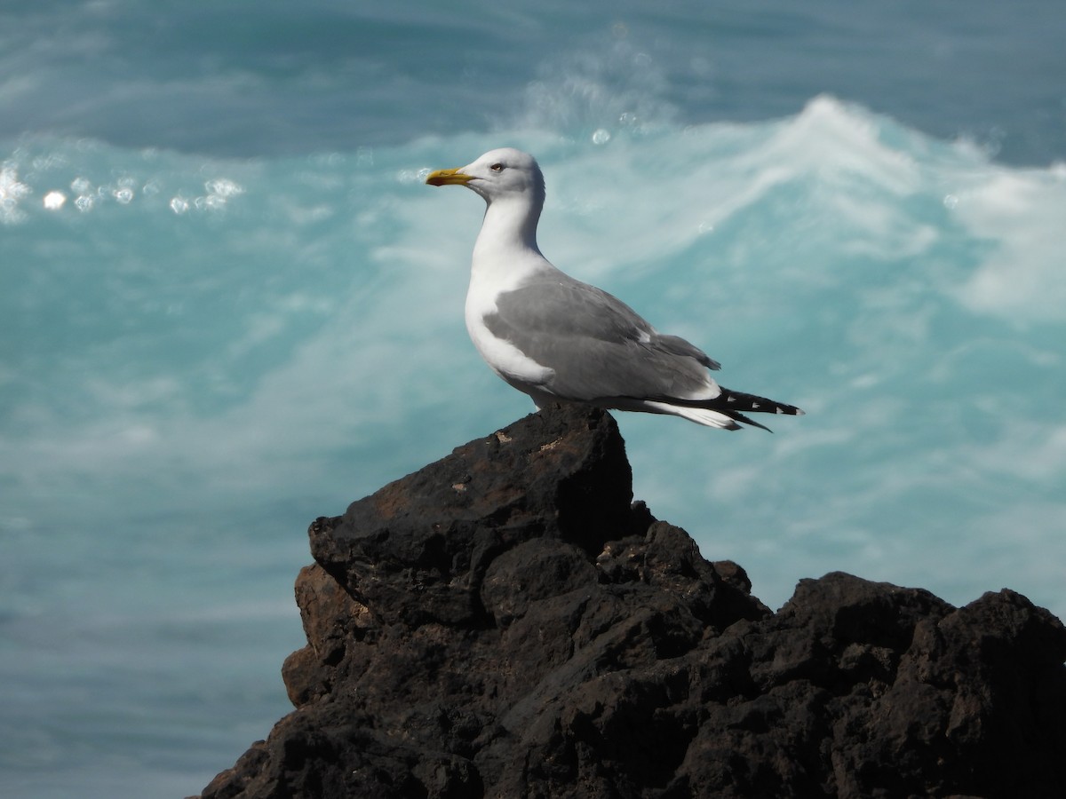 Yellow-legged Gull (atlantis) - ML615437845