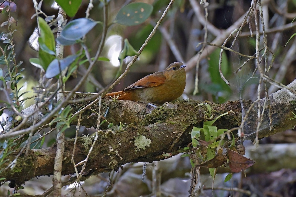 Red-faced Spinetail - ML615438129