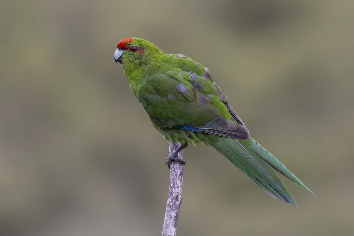 Red-crowned Parakeet - ML615438162