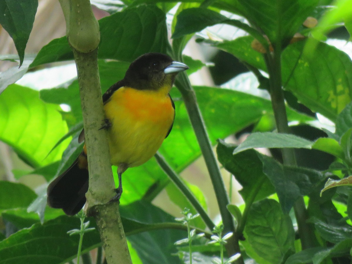 Flame-rumped Tanager - ML615438173