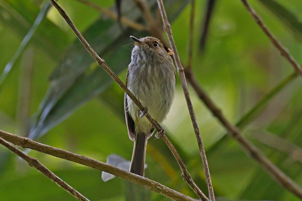 Scale-crested Pygmy-Tyrant - ML615438215