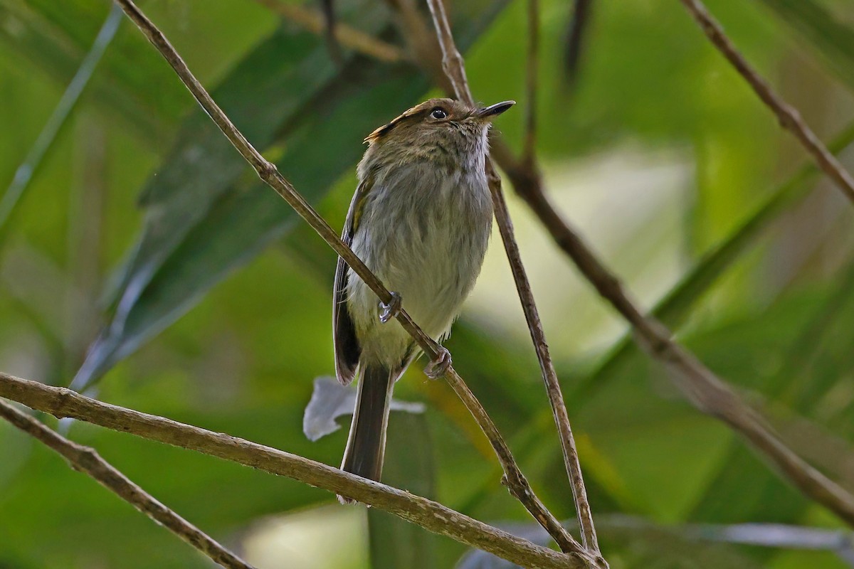 Scale-crested Pygmy-Tyrant - ML615438216