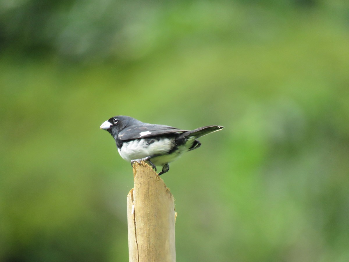 Black-and-white Seedeater - ML615438456