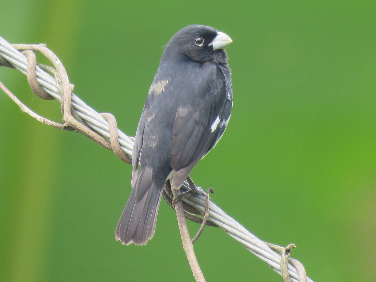 Black-and-white Seedeater - ML615438466