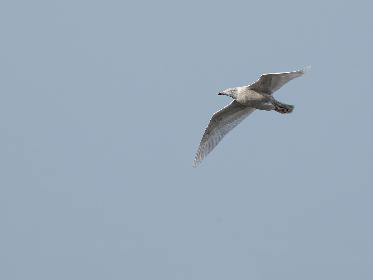Glaucous Gull - Lee Wallace