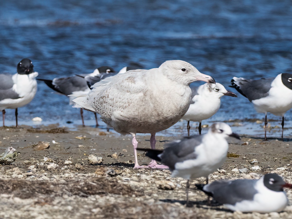 Glaucous Gull - Lee Wallace