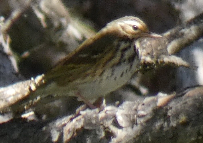 Olive-backed Pipit - ML615438560