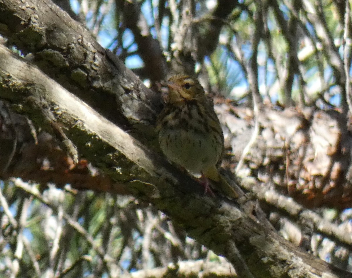 Olive-backed Pipit - ML615438561